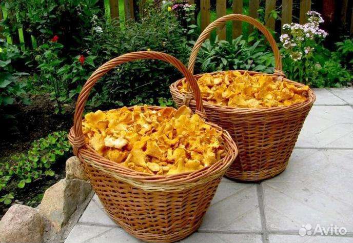 Грибы белые лисички подберёзовики подосиновики