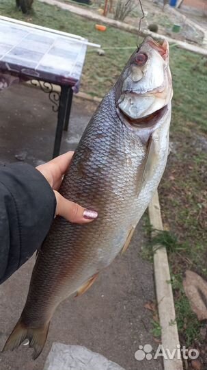 Жерех вяленый