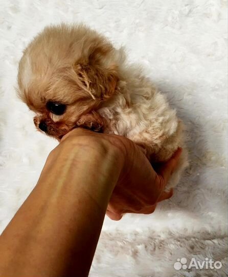 Малюська мальтипу