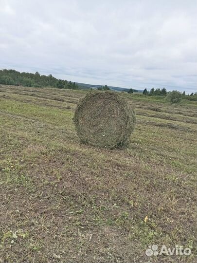 Продам сено прф 145 вес 250 кг