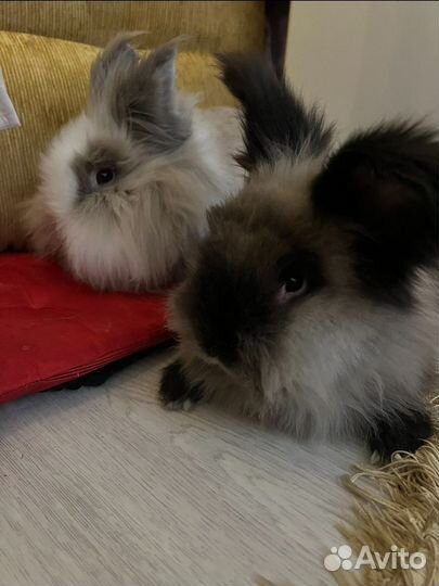 Декоративные кролики