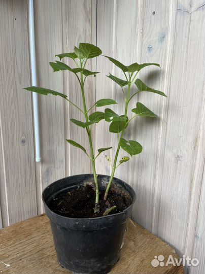 Гортензия саженцы