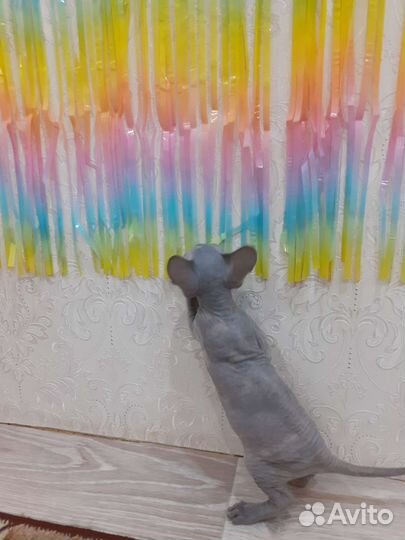 Котята сфинкс