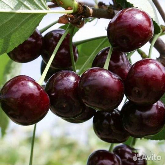 Вишня Владимирская