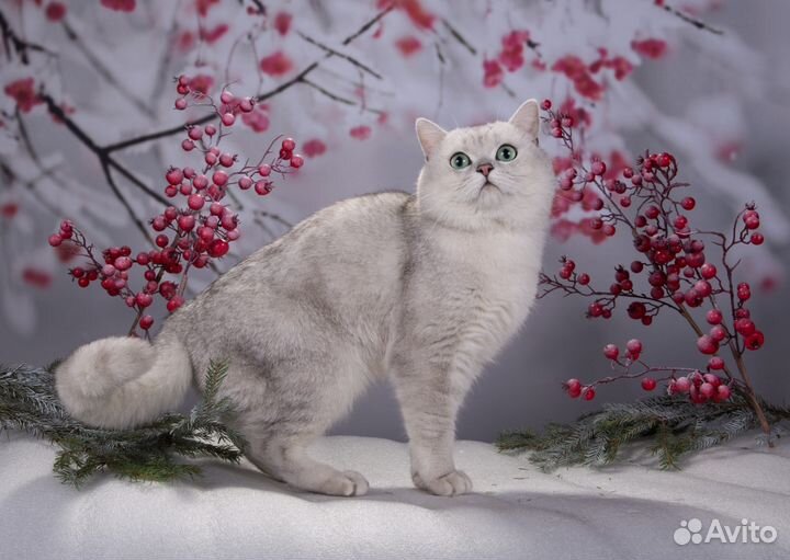 Шотландский страйт Серебристая шиншила Вязка