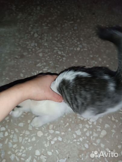 Котята бесплатно