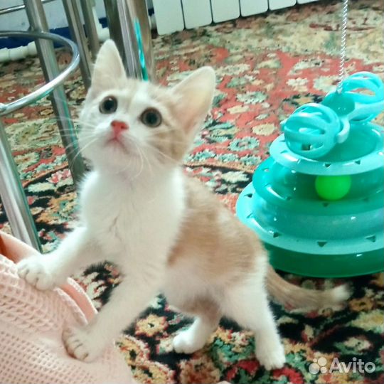 Котенок - девочка