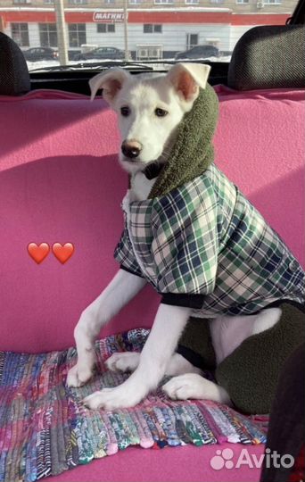 Одежда для собак