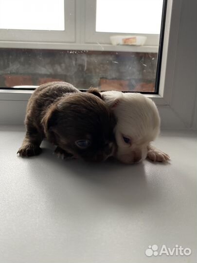 Щенки чихуахуа