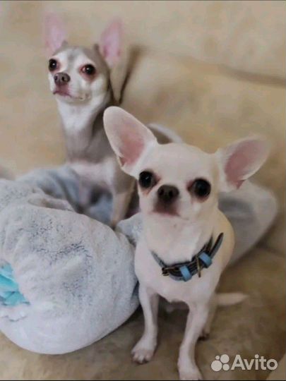 Передержка домашних животных