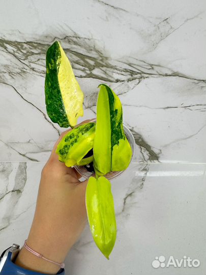 Филодендрон сиам санрайз