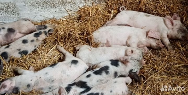 Продам поросят порода дюрок+ландрас
