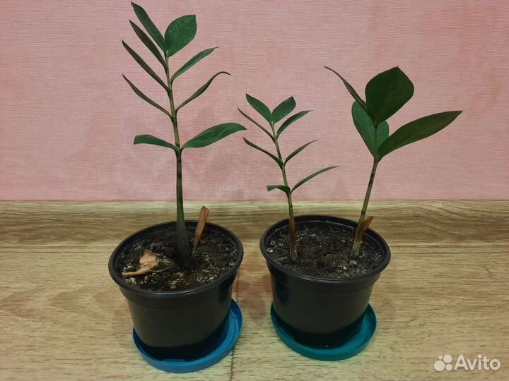 Замиокулькас