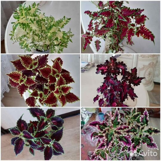 Продам колеусы