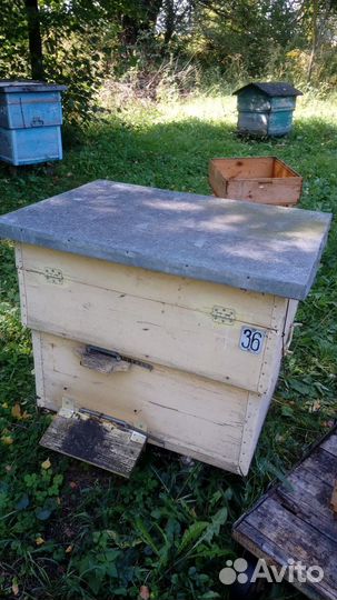 Пчелы с ульями