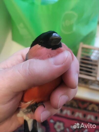 Продам певчих птиц