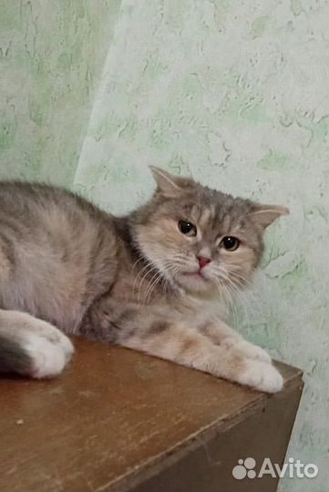 Кошка Пуша ищет дом