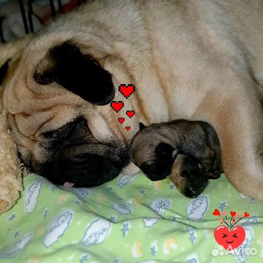 Щенок мопс (девочка)