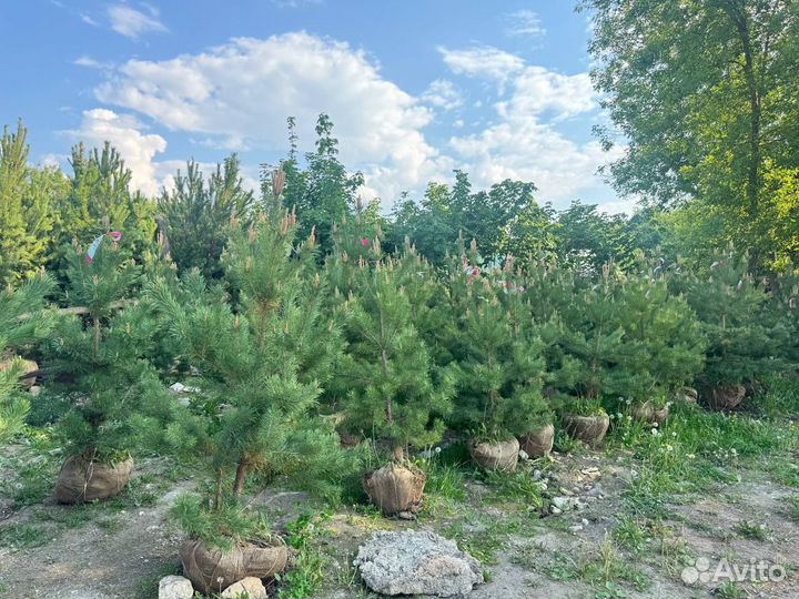 Сосна обыкновенная 100-200см