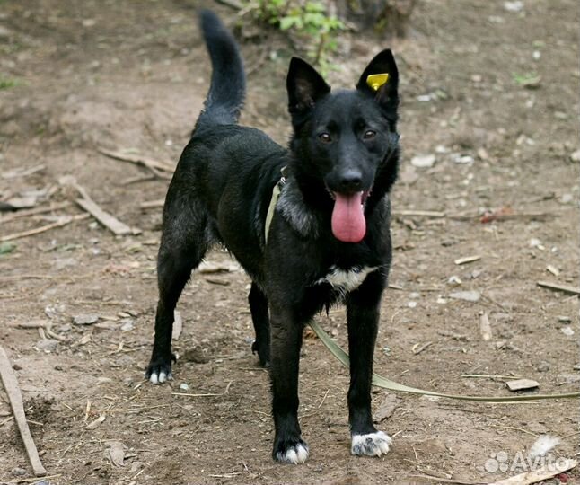 Ночка в добрые руки