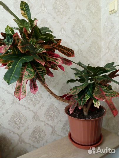 Кодиеум кротон