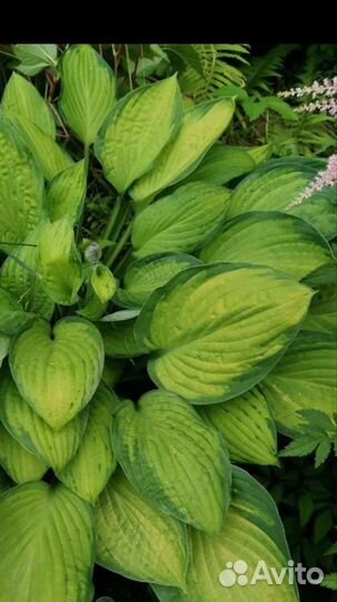 Хоста голубая и разные