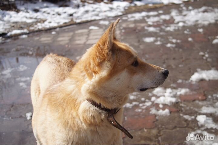 Собака Поля