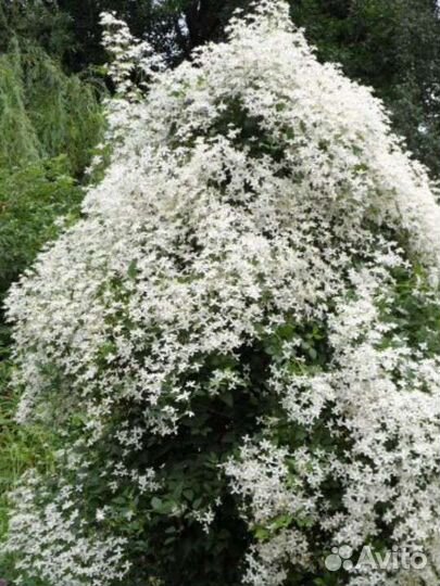 Хосты/клематис/денежное дерево