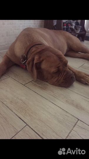 Передержка собак крупных и маленьких в квартире