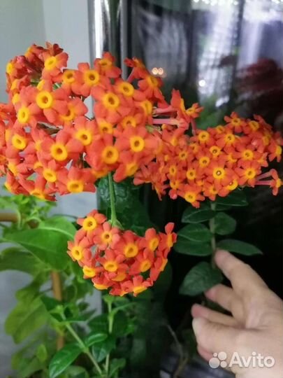 Экзотика, домашние цветы