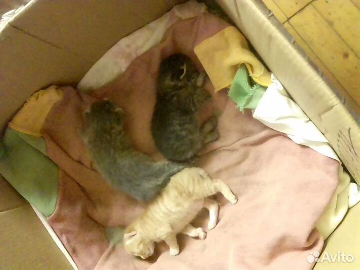 Кошка в дар бесплатно