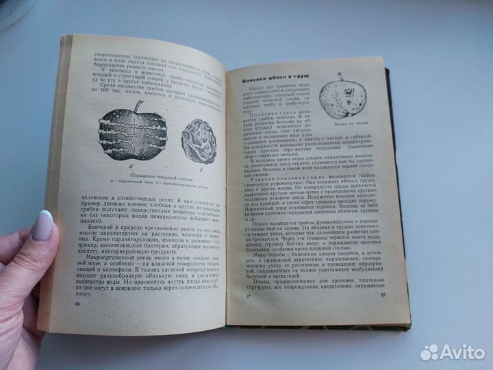 Хранение и переработка плодов, овощей и картофеля