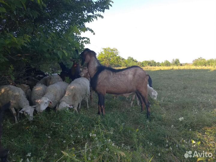 Продажа коз и овец