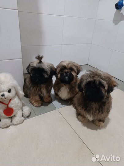 Мальчики. Полностью привиты