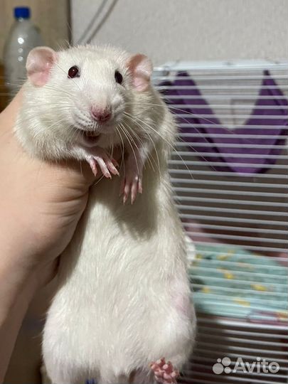 Декоративная крыса дамбо