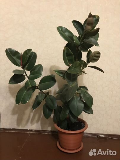 Цветы домашние в горшках