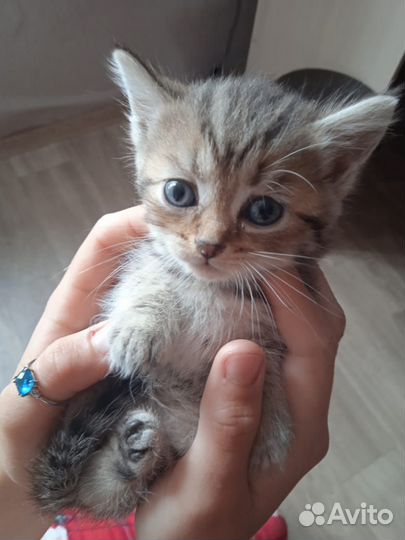 Котята