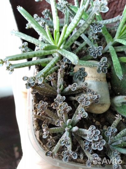 Суккуленты. Kalanchoe tubiflora. Цветы