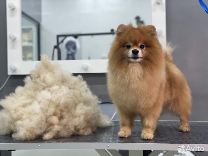 Груминг. Стрижка собак