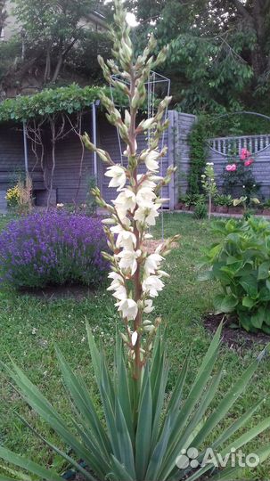 Лаванда, хауттюйния,бересклет, юкка