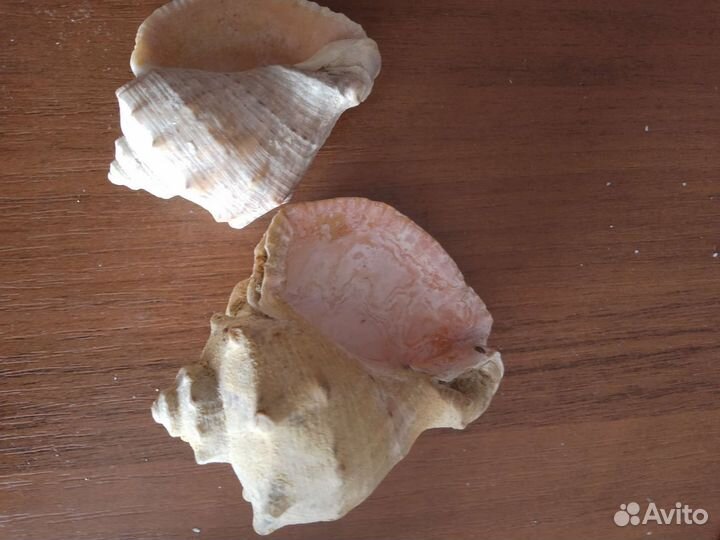 Ракушки сувенирные