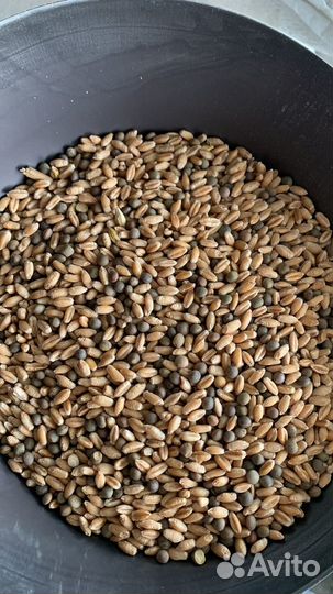 Продаю семена озимой вики + тритикале