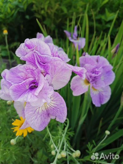 Многолетники для сада