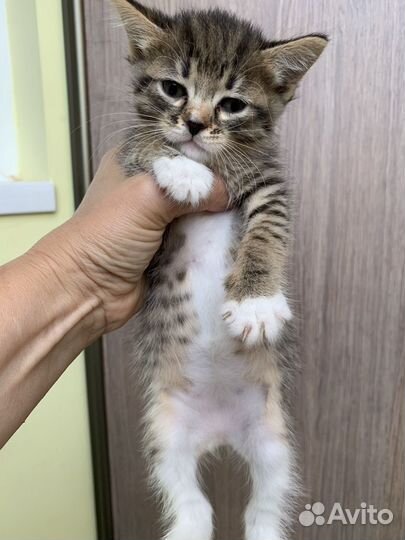 Котята 1 месяц