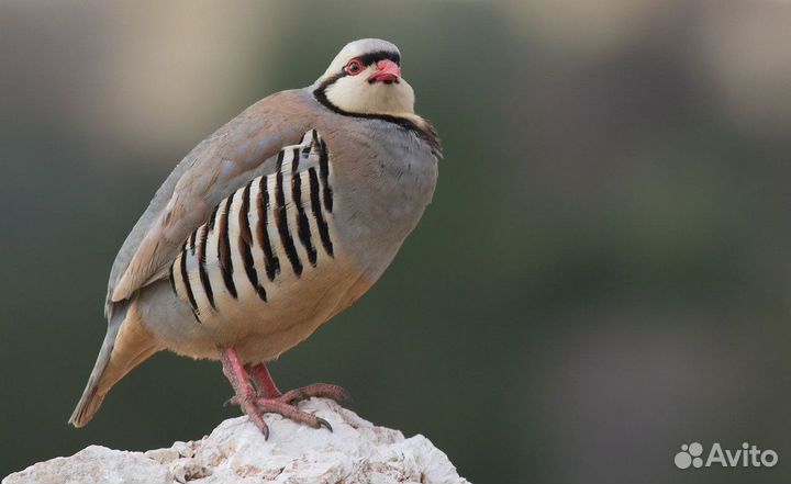 Азиатская куропатка Кеклик