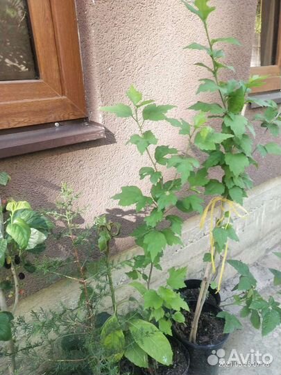 Гибискус Чайна шифон