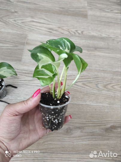 Эпипремнум Marble Apple