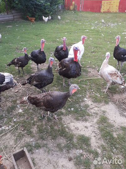 Индюки индюшки индейки