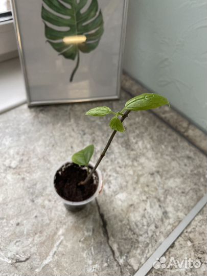 Клеродендрум Томпсон