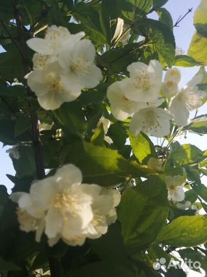 Жасмин(чубушник)